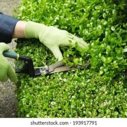 Sunshine Coast Garden Maintenance