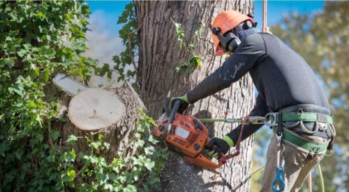All-Woods-Tree-Service-banner-images All-Woods-Tree-Service-banner-images