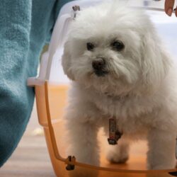 Pet Boarding