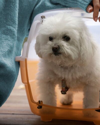 Pet Boarding Pet Boarding