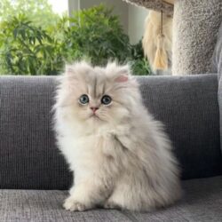 Persian Kittens (1)