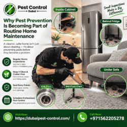 Why Pest Prevention Is Becoming