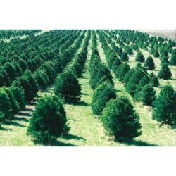 Bald Cypress Wheaton