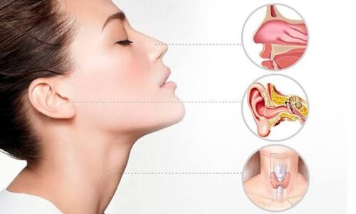 Ear Nose and Throat doctors Ear Nose and Throat doctors