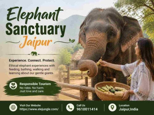 Elephant Sanctuary Jaipur Elephant Sanctuary Jaipur