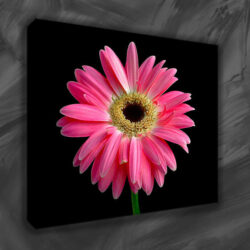 canvas prints -1