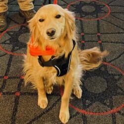 Michigan Service Dog Training