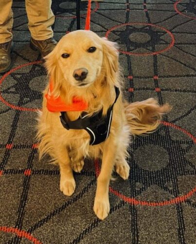 Michigan Service Dog Training Michigan Service Dog Training