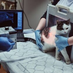 Cat x ray