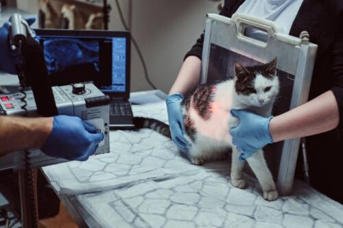 Cat x ray Cat x ray
