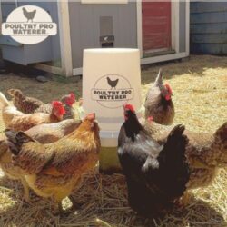 5 Gallon Chicken Feeder (1)