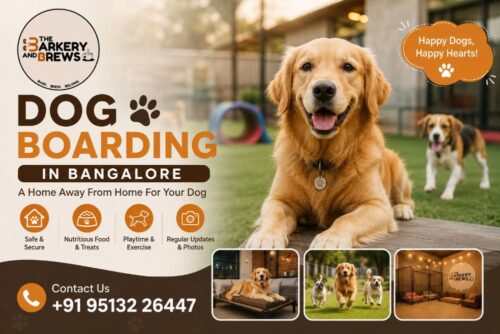 Dog Boarding In Bangalore Dog Boarding In Bangalore