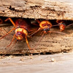 commercial pest control santa clara