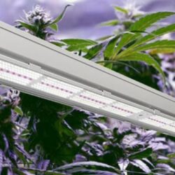 Lights For Growing Cannabis
