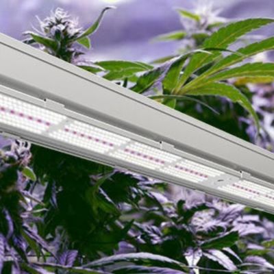 Lights For Growing Cannabis Lights For Growing Cannabis