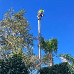 Tree Removal St Ives3