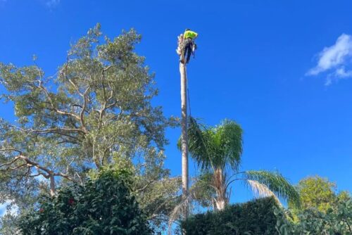 Tree Removal St Ives3 Tree Removal St Ives3