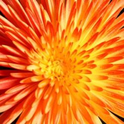 canvas prints -10