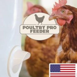 5 Gallon Chicken Feeder