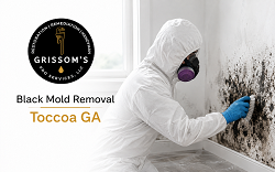 Black Mold Removal Toccoa GA