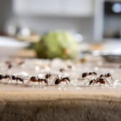 insect-removal