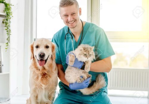 159685367-vet-with-dog-and-cat-in-clinic 159685367-vet-with-dog-and-cat-in-clinic