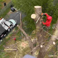 Tree Cutting Service in Buffalo NY A Beginners Guide to Safe and Professional Tree Care-50kb