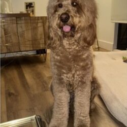 Golden Doodle Groomer How To Choose The Right Haircut For Your Dog (1)