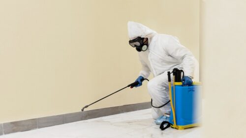 pest control 5 pest control 5