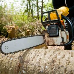 tree-removal-services (1)