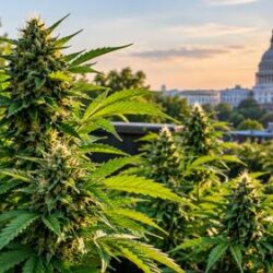 Exploring Botanical Options And Cannabis Plants In Northwest Dc (1)