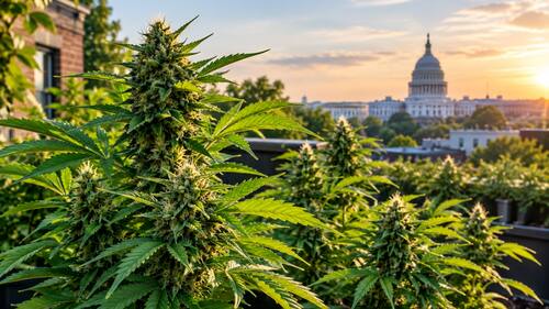 Exploring Botanical Options And Cannabis Plants In Northwest Dc (1) Exploring Botanical Options And Cannabis Plants In Northwest Dc (1)