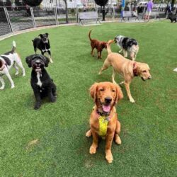 Reliable Dog Walking Care in Hoboken