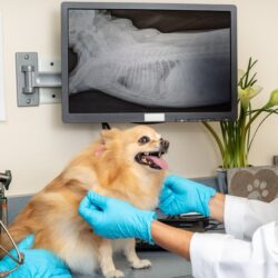 Pet-x-ray