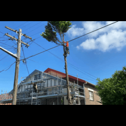 Tree Removal Bondi n1 Tree Removal Bondi n1