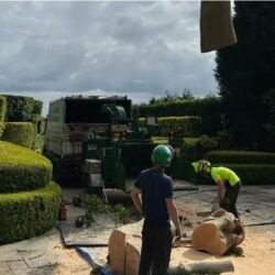 Tree Removal Mosman