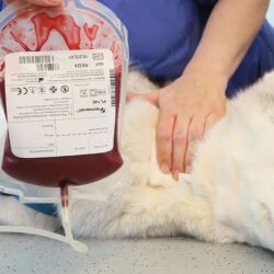Blood pets