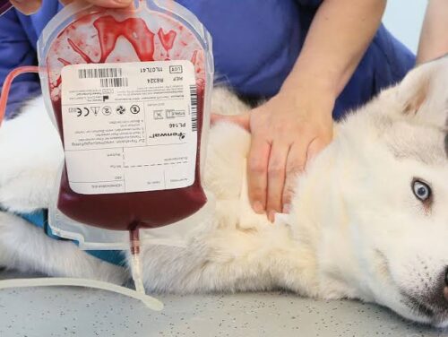 Blood pets Blood pets