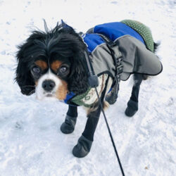 dog-boots-cavalier-black-waterproof_800x