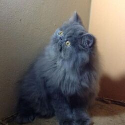 Blue Persian Kittens
