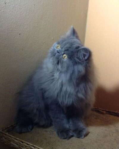 Blue Persian Kittens Blue Persian Kittens