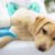 Pet surgry clasifed Pet surgry clasifed