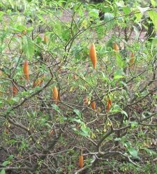 How to Evaluate Ibogaine Clinics and Their Safety Processes