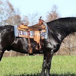 A Del Fuego Friesian Gelding