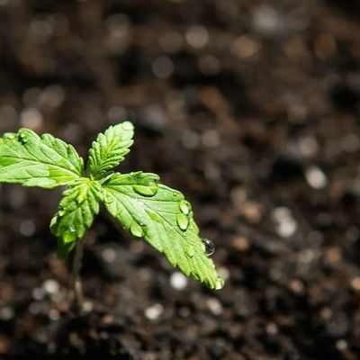Marijuana Soil Marijuana Soil